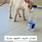 مواليد ماعز قزمي ( ذكر)