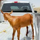 تيوس .. عنقان او جفار
