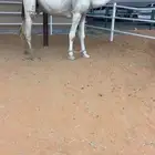 قعود رماني