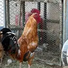 دجاج بلدي للبيع