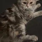 قطه للتبني بسبب تزاوج