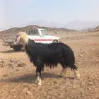 فحل نجدي للبيع