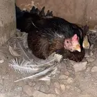 دجاج باكستاني راجن