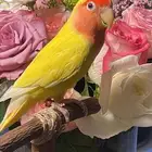 للبيع ببغاء الروز