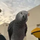 طير كاسكو افريقي