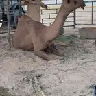 ناقه