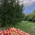 رمان للبيع