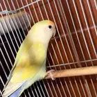 ببغاء روز للبيع