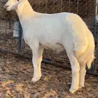 خروف حري صنف الصنف