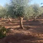اشجار زيتون معمر نابلسي