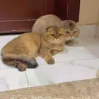 آمان لفندقة وتزاوج القطط