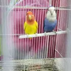 جوز روز منتج