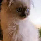 قطط سيامية شيرازية همالايا