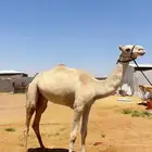 للبيع بكره لقيه
