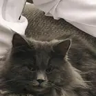 قط ذكر تبني