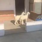 رخال يدغرن شرط عمر شهرين ونص