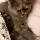 قطة للتبني