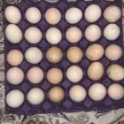 بيض دجاج براهما