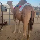 للبيع خلفه حمرا كفو