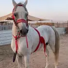 حصان واهو