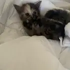 قطط