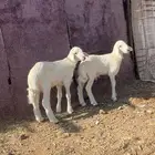 دواغير طليان فاخره تم البيع