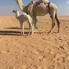 للبيع خلفه وضحاء ثنو كفو تحتها حواره مزيونه باتليه