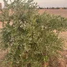 زيتون مثمر وجاهز نيبالي ارتفاع من من متر ونص الى مترين