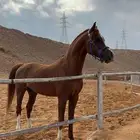 فحل واهو منتج للتشبية لوجة الله