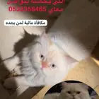 قط مفقود