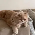 قط هملايا ذكر