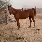 فرس وتحتها مهر وبإذن الله لقاح