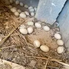 بيض بط مصري ملقح 30 بيضه للتواصل