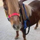 سيسي أنثى فرس للأطفال