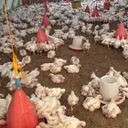 دجاج لاحم لبيع الكمية3الف الوزان من 1350الى 1500روس308