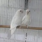 جوزين روز البينون عيون حمر