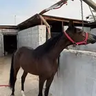 مهره شعبيه