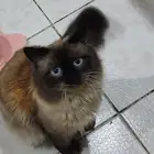قط  للتبني ذكر عمره 4سنوات