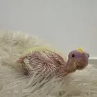 فروخ كروان عدد 2 لاتينو