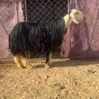 نجديه رباع مضرع