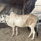 بقره للبيع