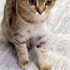 سكوتش فولد