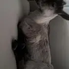 للبيع ماعز قزم