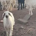 طليان للبيع العمر 3-4 شهور العدد 23 طليان نظيفه وطيبه