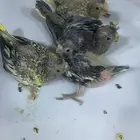 تم البيع