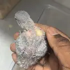 فروخ روز غر