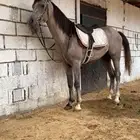 حصان شعبي