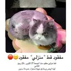 قط منزلي مفقود (حي الطبيشي)
