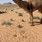 فحل رماني بعير للبيع