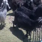 مطلوب معزا دفيع